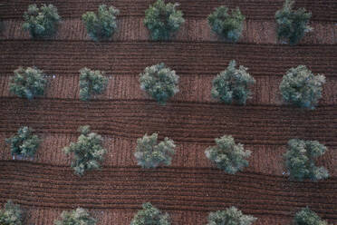 Spanien, Mallorca, Santa Maria del Cami, Luftaufnahme von Olivenbäumen auf einem gepflügten Feld - DAWF01188