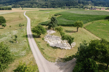 Österreich, Kärnten, Klagenfurt, Luftaufnahme einer großen Gänseschar, die an einer unbefestigten Straße weidet - DAWF01192