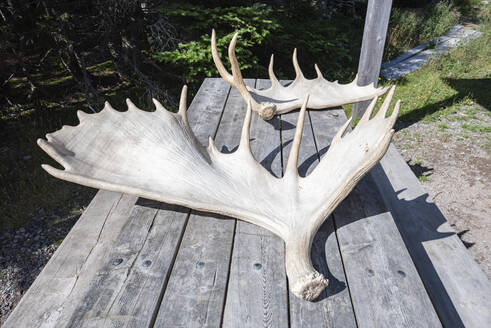 Canada, Nova Scotia, Elk antlers lying on outdoor table - ELF02115