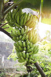 Bunch of bananas on tree - JOHF05720
