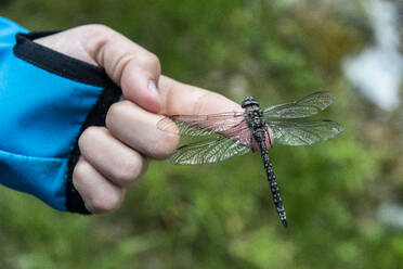 Libelle auf der Hand - JOHF05873