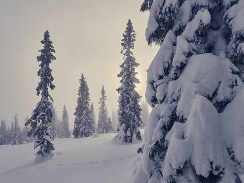 Winterlandschaft, lizenzfreies Stockfoto