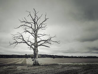 Abgestorbener Baum in ländlicher Landschaft - JOHF05893