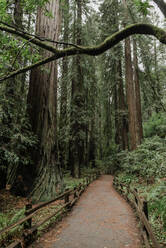Path through forest - JOHF05936