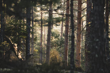 Blick auf den Wald - JOHF05954