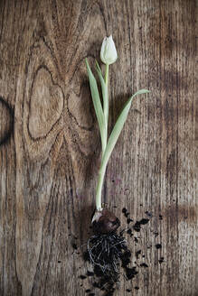 Tulpe auf hölzernem Hintergrund - JOHF05998