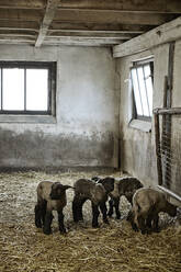 Lambs - JOHF06016
