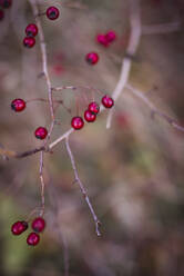 Beeren am Zweig - JOHF06017