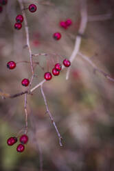 Berries on twig - JOHF06017