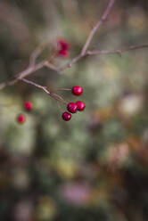 Berries on twig - JOHF06018