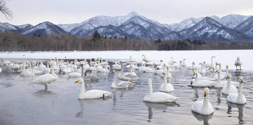 Tundra swans at winter - JOHF06034