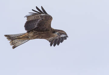 Bird of prey in flight - JOHF06040