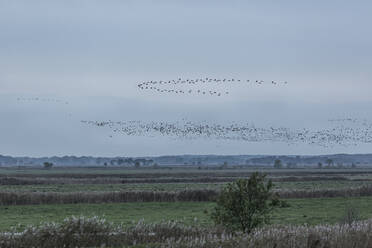 Deutschland, Mecklenburg-Vorpommern, Prerow, Silhouetten von Gänsen, die in V-Formation fliegen - STBF00533