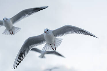 Germany, Mecklenburg-Western Pomerania, Prerow, Black-headed gulls (Chroicocephalus ridibundus) in flight - STBF00536