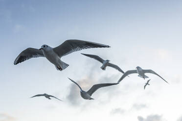 Deutschland, Mecklenburg-Vorpommern, Prerow, Tiefblick auf Lachmöwenschwarm (Chroicocephalus ridibundus) im Flug gegen den Himmel - STBF00537