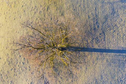 Deutschland, Bayern, Eurasburg, Luftaufnahme einer kahlen Eiche im Winter - SIEF09446