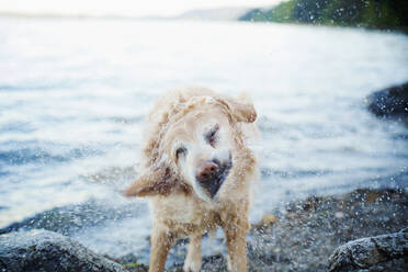 Nasser Hund schüttelt Wasser am Strand ab - FSIF04557