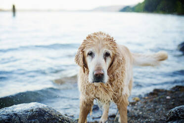 Portrait nasser Hund am Strand - FSIF04558