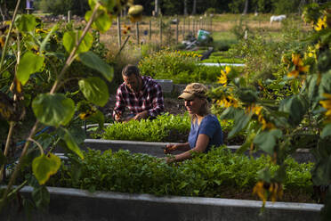Farmers tending to vegetable garden - FSIF04560