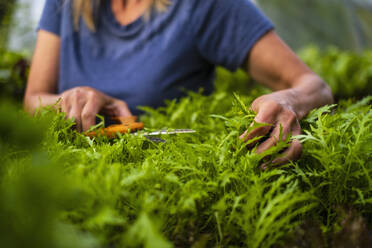 Close up woman trimming vegetable plant - FSIF04561