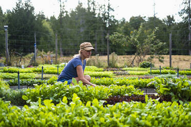 Female farmer tending to vegetable plants - FSIF04562