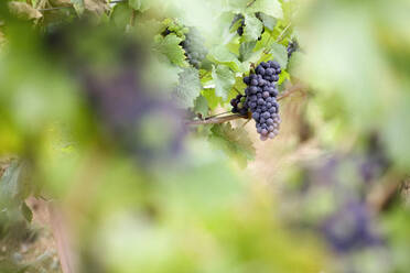 Wine grapes growing in vineyard - FSIF04611