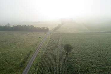 Deutschland, Bayern, Franken, Luftaufnahme eines nebelverhangenen Feldes am Morgen - RUEF02566