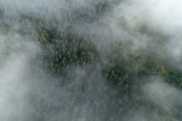 Germany, Bavaria, Franconia, Aerial view of forest covered with fog at morning - RUEF02568