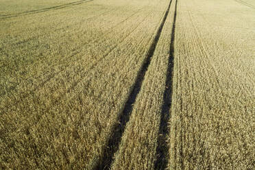 Germany, Bavaria, Franconia, Aerial view of barley field with tire tracks - RUEF02584