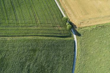 Germany, Bavaria, Franconia, Aerial view of corn fields and dirt road - RUEF02591
