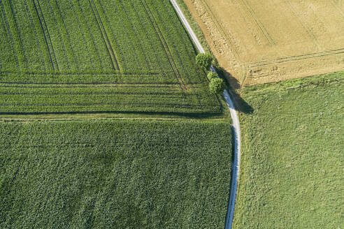 Deutschland, Bayern, Franken, Luftaufnahme von Maisfeldern und Feldweg - RUEF02591