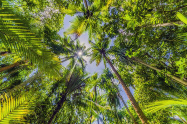 Papua New Guinea, Milne Bay Province, Directly below view of green tall palm trees in summer - THAF02640