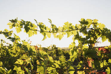 Frankreich, Nouvelle-Aquitaine, Departement Gironde, Weinregion Bordeaux, Rebe im Weinberg - GWF06344