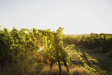 France, Nouvelle-Aquitaine, Department Gironde, Bordeaux wine region, Vineyard at sunset - GWF06345