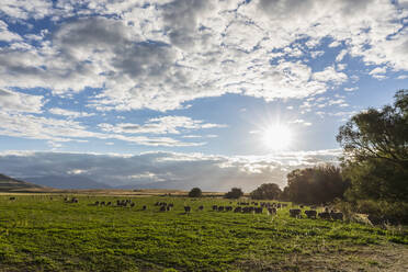 New Zealand, Clearburn, Clouds over flock of sheep grazing in pasture - FOF11598