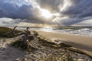 Deutschland, Mecklenburg-Vorpommern, Prerow, Treibholz am Sandstrand bei bewölktem Sonnenuntergang - WDF05669