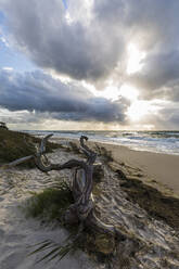 Germany, Mecklenburg-Western Pomerania, Prerow, Driftwood lying on sandy coastal beach at cloudy sunset - WDF05670