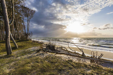 Deutschland, Mecklenburg-Vorpommern, Prerow, Treibholz am Sandstrand bei bewölktem Sonnenuntergang - WDF05671