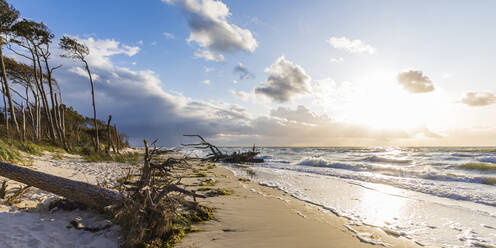 Germany, Mecklenburg-Western Pomerania, Prerow, Driftwood lying on sandy coastal beach at cloudy sunset - WDF05672