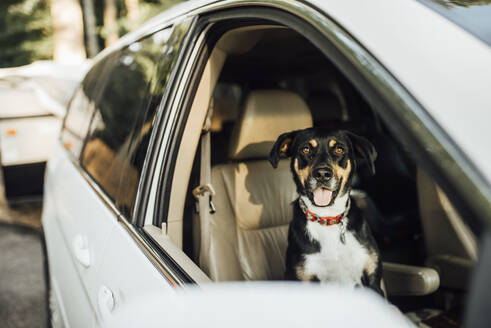 Porträt eines Hundes im Auto - CAVF73573