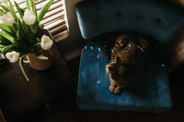 Hohe Winkel Ansicht der Katze sitzt auf Stuhl am Fenster zu Hause - CAVF73578