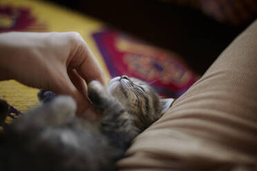 Cropped hand of woman petting cat lying on sofa - CAVF73592