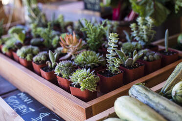 Close-up of potted plants for sale in market - CAVF73596