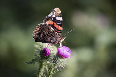 Schmetterling auf einer Distel im Park - CAVF73614