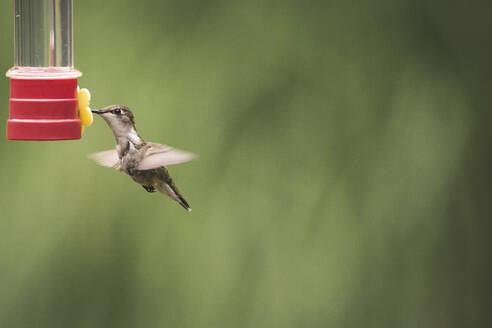 Seitenansicht eines Kolibris, der an einer Vogelfutterstelle im Park vorbeifliegt - CAVF73644