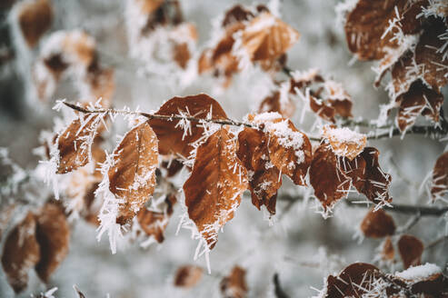 Deutschland, Baden-Württemberg, Landkreis Konstanz, Nahaufnahme von mit Frost bedeckten Blättern - ELF02122