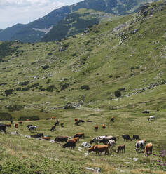 Bulgarien, Rila-Gebirge, Weidende Kühe im Tal - BZF00510