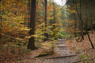 Deutschland, Sachsen, Wanderweg im Herbstwald des Nationalparks Sächsische Schweiz - WIF04174