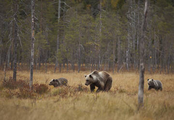Finnland, Kuhmo, Nordkarelien, Kainuu, Braunbärenweibchen (Ursus arctos) mit Jungtieren auf einem Feld - ZCF00915