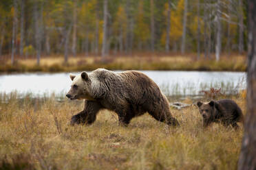 Finland, Kuhmo, North Karelia, Kainuu, Brown bear (Ursus arctos) female with cub walking in field - ZCF00916